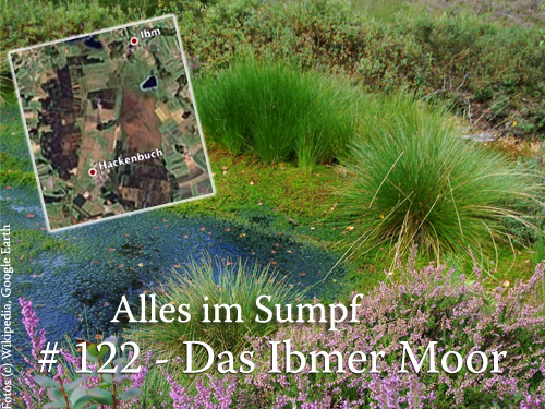 # 122 - Im Sumpf: Das Ibmer Moor